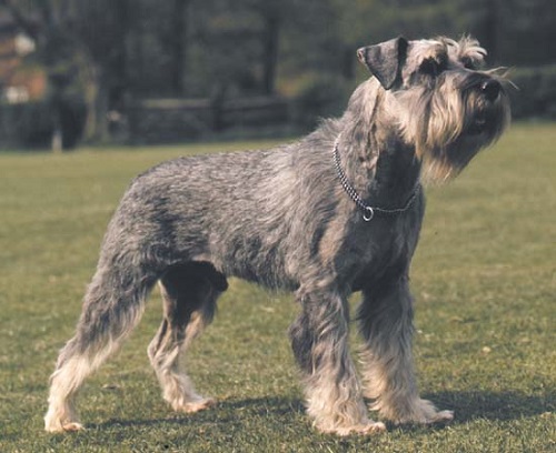Source: https://www.britannica.com/animal/schnauzer/images-videos/Standard-schnauzer/7290