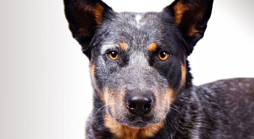 Source: http://www.akc.org/dog-breeds/australian-cattle-dog/ 