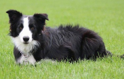Source: http://www.dogbreedinfo.com/bordercollie.htm 