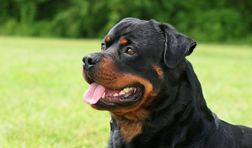 Source: http://www.vetstreet.com/dogs/rottweiler 