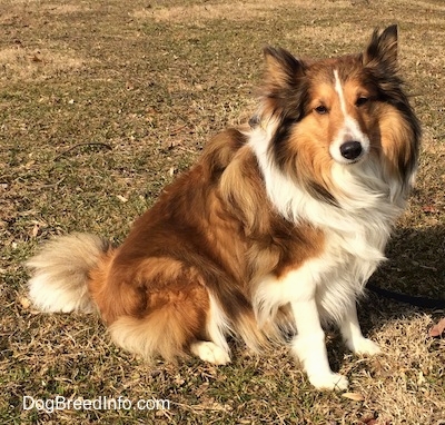 Source: http://www.dogbreedinfo.com/shetlandsheepdog.htm 