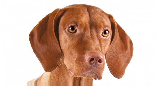 Source: http://www.akc.org/dog-breeds/vizsla/