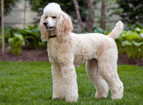 Source: http://www.dogreference.com/6-things-you-did-not-know-about-poodles/ 