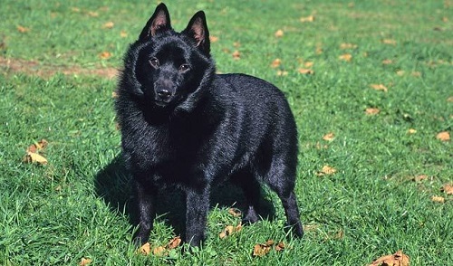 Source: http://www.vetstreet.com/dogs/schipperke