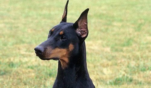 Source: http://www.vetstreet.com/dogs/doberman-pinscher 
