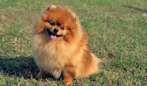 Source: http://www.vetstreet.com/dogs/pomeranian