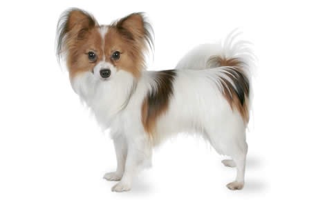 Source: http://dogtime.com/dog-breeds/papillon#/slide/1 