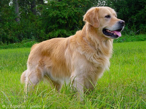 Source: http://reliabletexaspower.com/english-golden-retriever-breed-information/