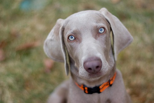 Source: http://mentalfloss.com/article/73377/11-noble-facts-about-weimaraners
