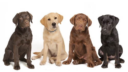 Source: http://dogtime.com/dog-breeds/labrador-retriever#/slide/1